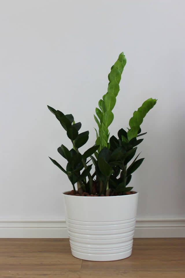 Triangle - Image 2